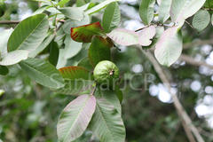 Psidium guajava